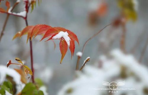 看着雪花飘落的季节是什么歌(看着雪花飘落)