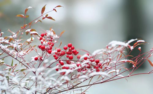 看着雪花飘落的季节是什么歌(看着雪花飘落)