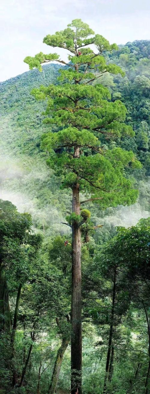 中国最高的树(中国最高树有多高)