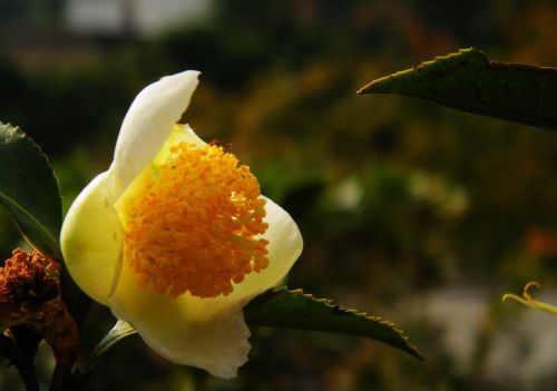 茶花开花什么样(茶花开花的时候怎么养护)