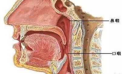 唱歌喉腔共鸣是怎么回事?(喉腔共鸣的训练方法)