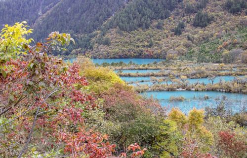 倒影在湖水中的叶子像什么(倒影在湖水中的叶子叫什么)