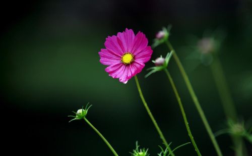 闲草是什么意思(闲草文词成小帙打一中药名)