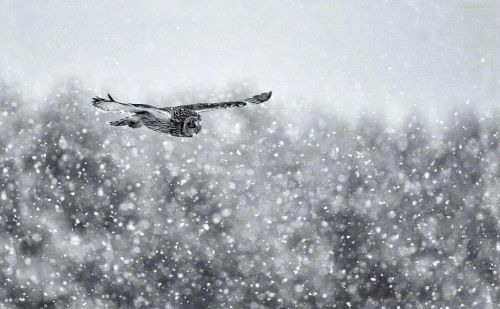 播放雪花的诗(冬季雪花诗句)