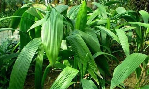 仙茅是一种什么样的植物图片(仙茅是一种什么样的植物呢)