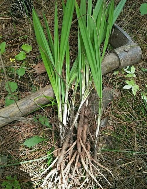 仙茅是一种什么样的植物图片(仙茅是一种什么样的植物呢)