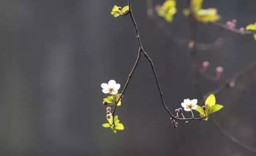 摄影基础知识:如何拍出暗背景花卉照片(怎么拍暗背景的花卉)