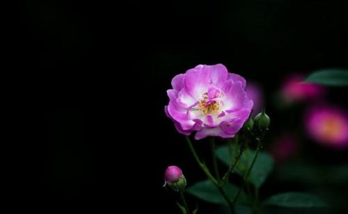 摄影基础知识:如何拍出暗背景花卉照片(怎么拍暗背景的花卉)