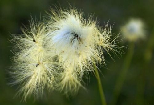 零下20度冻不死的植物(零下20度冻不死的盆栽有哪些)