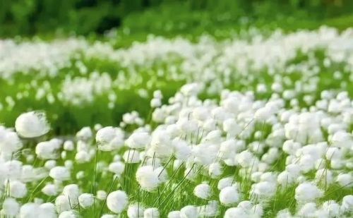 稀奇古怪的植物:白毛羊胡子草是什么(纯白羊胡子草)