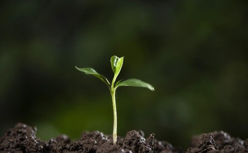 花有重开日人无再少年的意思(花有重开日人无再少年的下一句是什么)