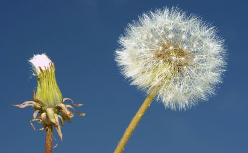 蒲公英的花语无法停留的爱(蒲公英的花语无法停留的爱既然留不住)