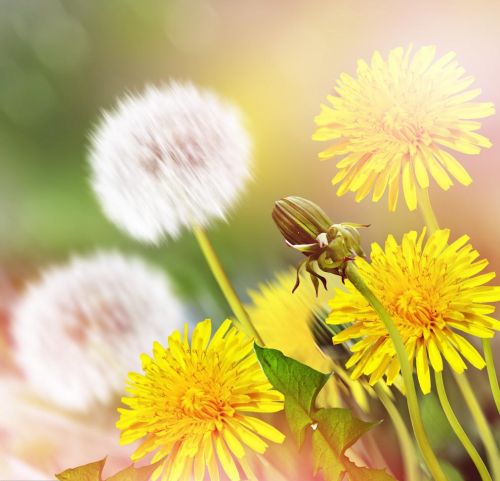 蒲公英的花语无法停留的爱(蒲公英的花语无法停留的爱既然留不住)