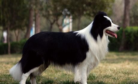 边境牧羊犬是哪个国家的品种(边境牧羊犬简介)