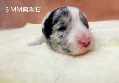 边境牧羊犬是哪个国家的品种(边境牧羊犬简介)