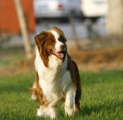 边境牧羊犬是哪个国家的品种(边境牧羊犬简介)