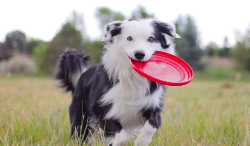 边境牧羊犬是哪个国家的品种(边境牧羊犬简介)