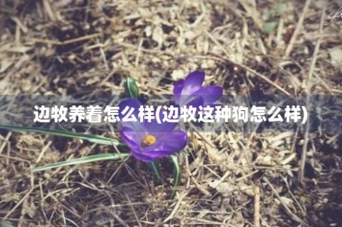 边牧养着怎么样(边牧这种狗怎么样)