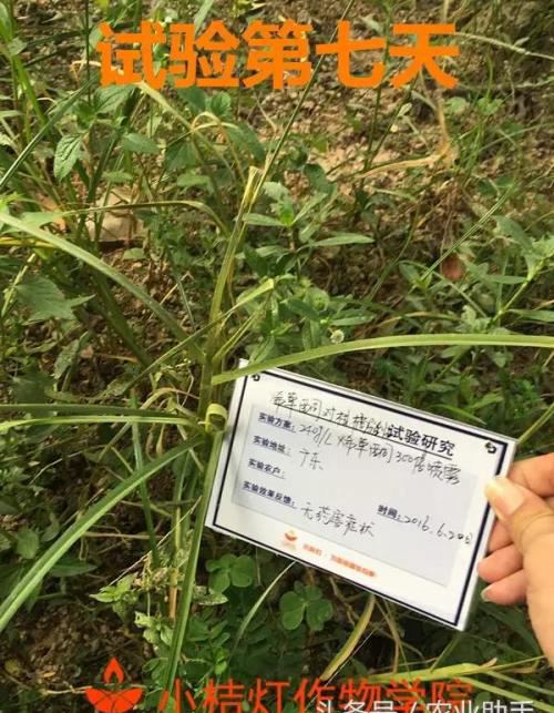 百草枯被禁，果园除草到底用啥除草剂？