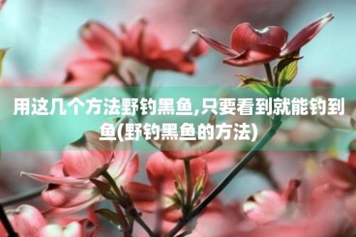 用这几个方法野钓黑鱼,只要看到就能钓到鱼(野钓黑鱼的方法)