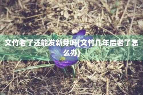 文竹老了还能发新芽吗(文竹几年后老了怎么办)