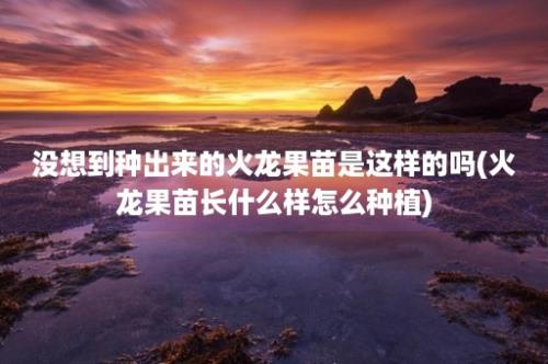 没想到种出来的火龙果苗是这样的吗(火龙果苗长什么样怎么种植)