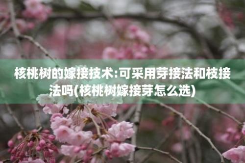 核桃树的嫁接技术:可采用芽接法和枝接法吗(核桃树嫁接芽怎么选)