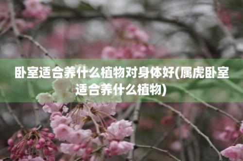 卧室适合养什么植物对身体好(属虎卧室适合养什么植物)