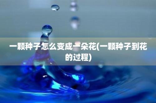 一颗种子怎么变成一朵花(一颗种子到花的过程)