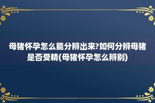 母猪怀孕怎么能分辨出来?如何分辨母猪是否受精(母猪怀孕怎么辨别)