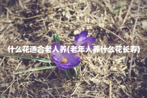 什么花适合老人养(老年人养什么花长寿)