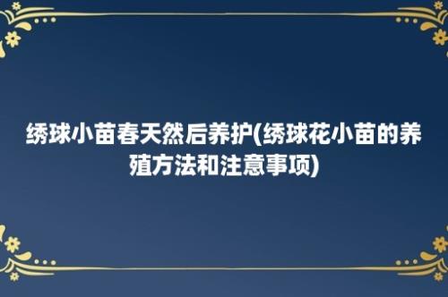 绣球小苗春天然后养护(绣球花小苗的养殖方法和注意事项)