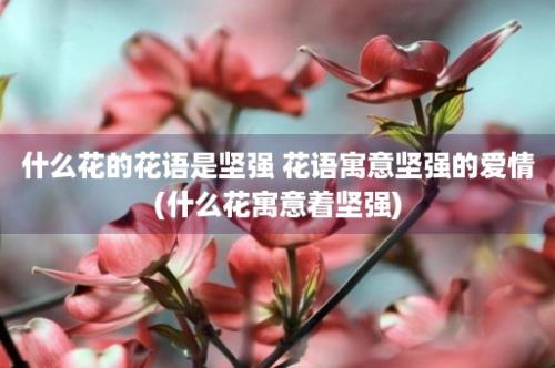 什么花的花语是坚强 花语寓意坚强的爱情(什么花寓意着坚强)