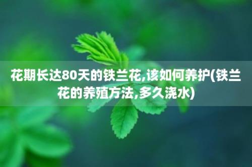 花期长达80天的铁兰花,该如何养护(铁兰花的养殖方法,多久浇水)