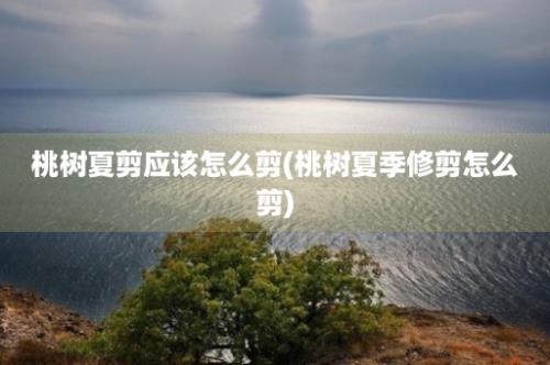 桃树夏剪应该怎么剪(桃树夏季修剪怎么剪)