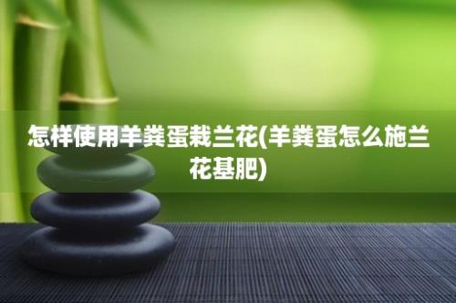 怎样使用羊粪蛋栽兰花(羊粪蛋怎么施兰花基肥)