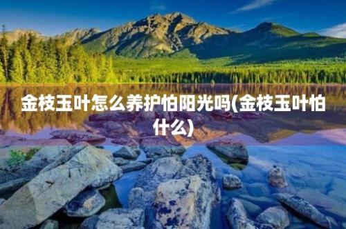 金枝玉叶怎么养护怕阳光吗(金枝玉叶怕什么)