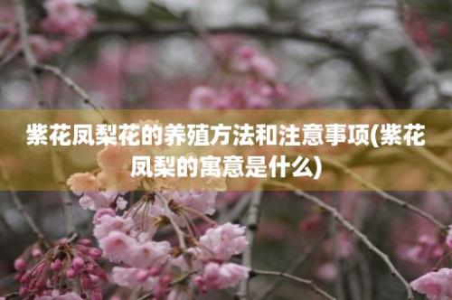 紫花凤梨花的养殖方法和注意事项(紫花凤梨的寓意是什么)