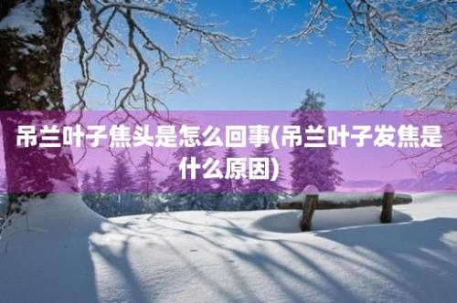 吊兰叶子焦头是怎么回事(吊兰叶子发焦是什么原因)