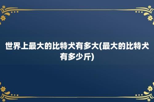 世界上最大的比特犬有多大(最大的比特犬有多少斤)