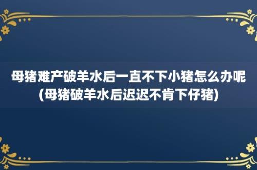 母猪难产破羊水后一直不下小猪怎么办呢(母猪破羊水后迟迟不肯下仔猪)