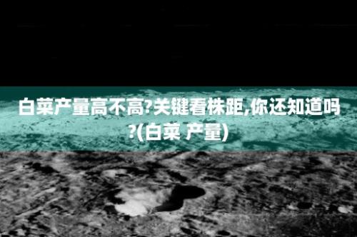 白菜产量高不高?关键看株距,你还知道吗?(白菜 产量)