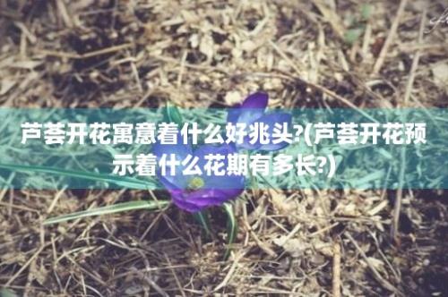 芦荟开花寓意着什么好兆头?(芦荟开花预示着什么花期有多长?)