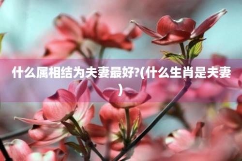 什么属相结为夫妻最好?(什么生肖是夫妻)