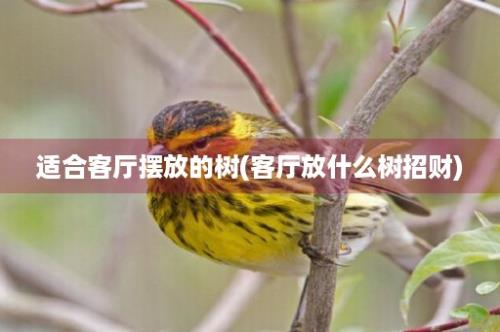 适合客厅摆放的树(客厅放什么树招财)