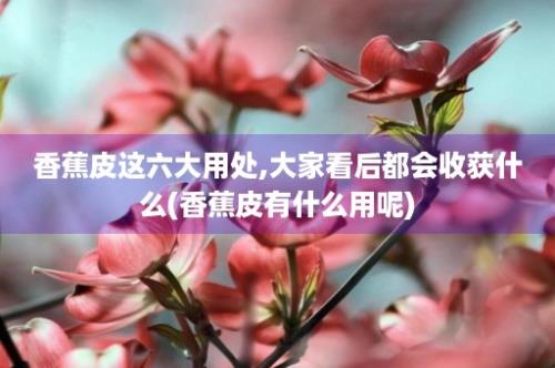 香蕉皮这六大用处,大家看后都会收获什么(香蕉皮有什么用呢)