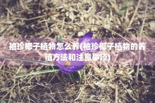 袖珍椰子植物怎么养(袖珍椰子植物的养殖方法和注意事项)