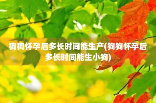 狗狗怀孕后多长时间能生产(狗狗怀孕后多长时间能生小狗)