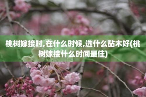 桃树嫁接时,在什么时候,选什么砧木好(桃树嫁接什么时间最佳)