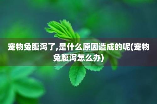 宠物兔腹泻了,是什么原因造成的呢(宠物兔腹泻怎么办)